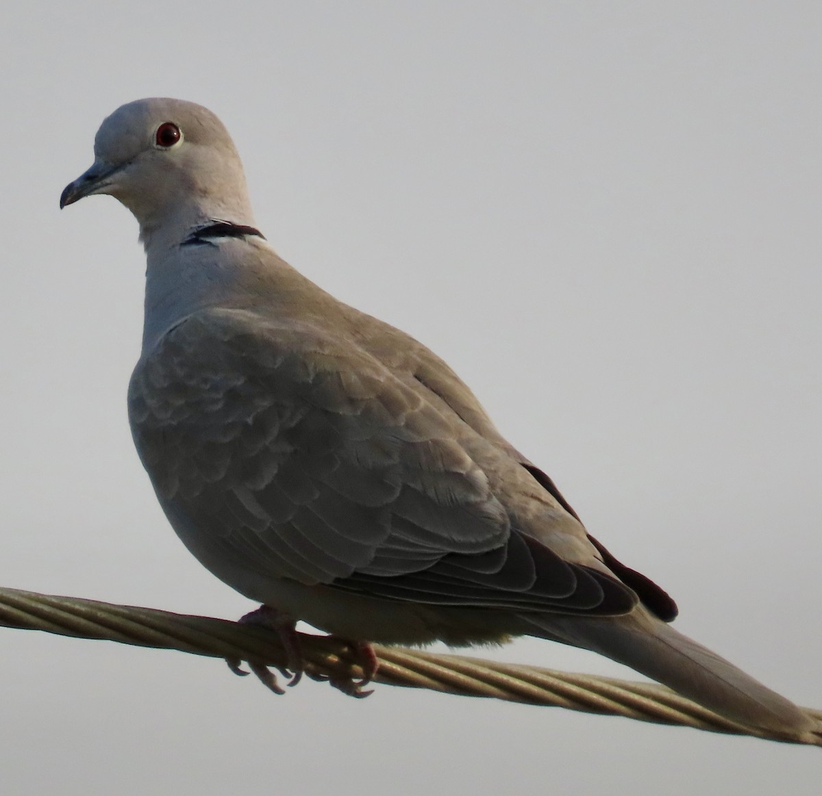 Eurasian Collared-Dove - ML646232246