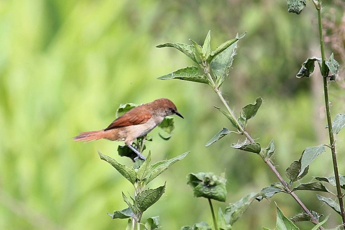 Yellow-chinned Spinetail - ML646232249