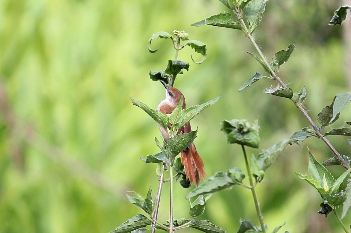 Yellow-chinned Spinetail - ML646232250