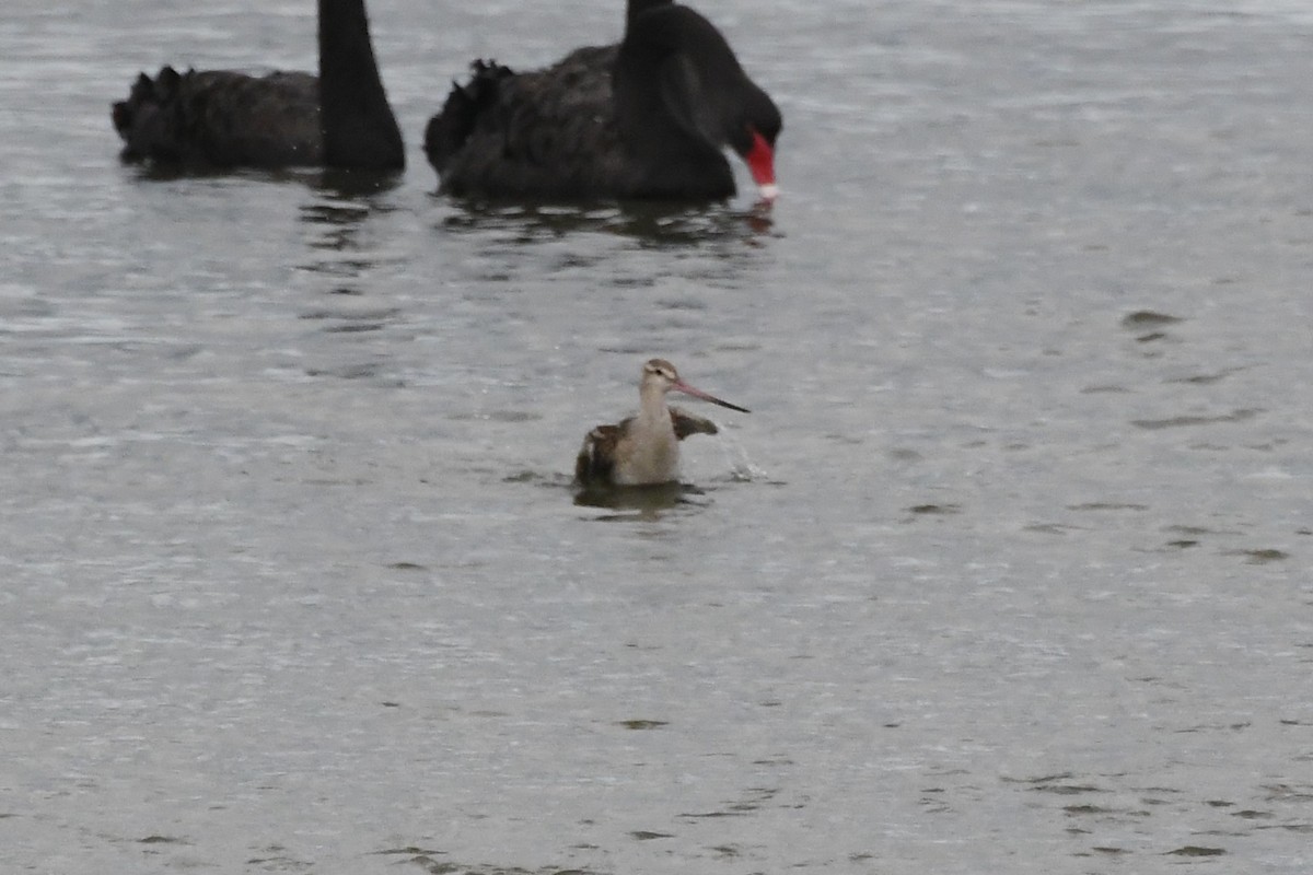 Bar-tailed Godwit - ML646232251