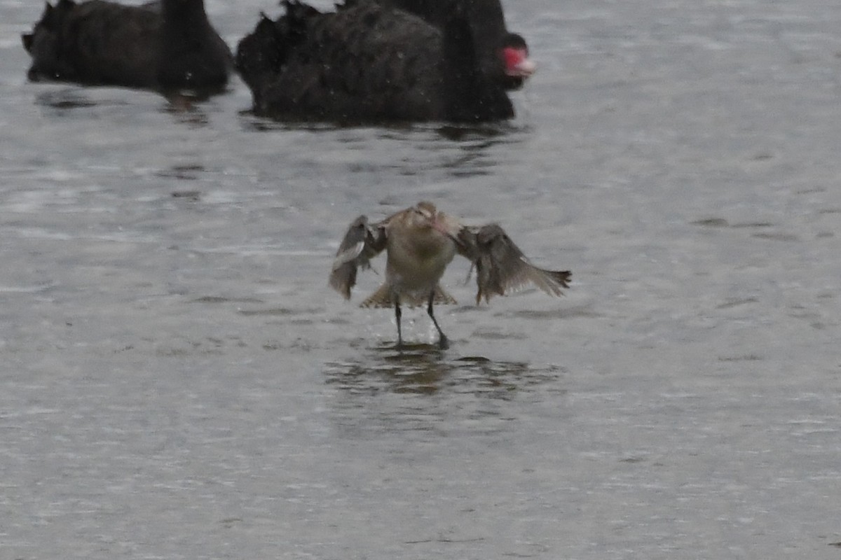 Bar-tailed Godwit - ML646232252