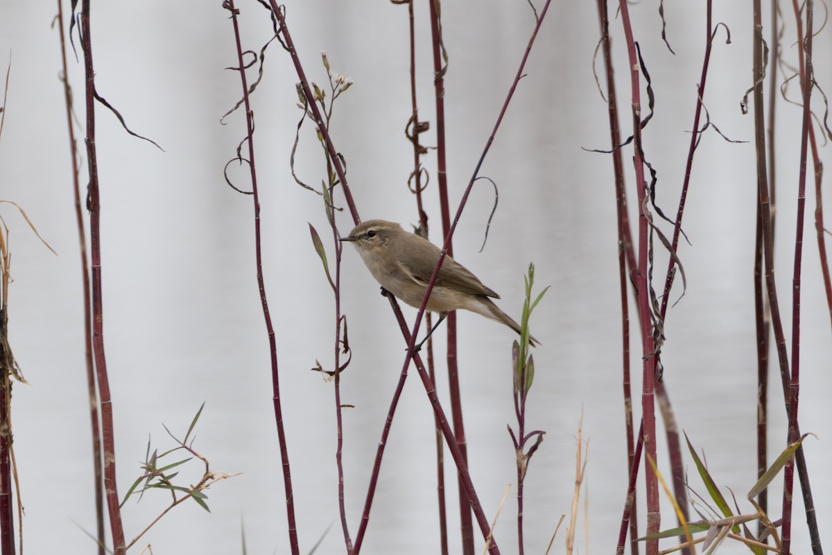 Txio arrunta - ML646232256