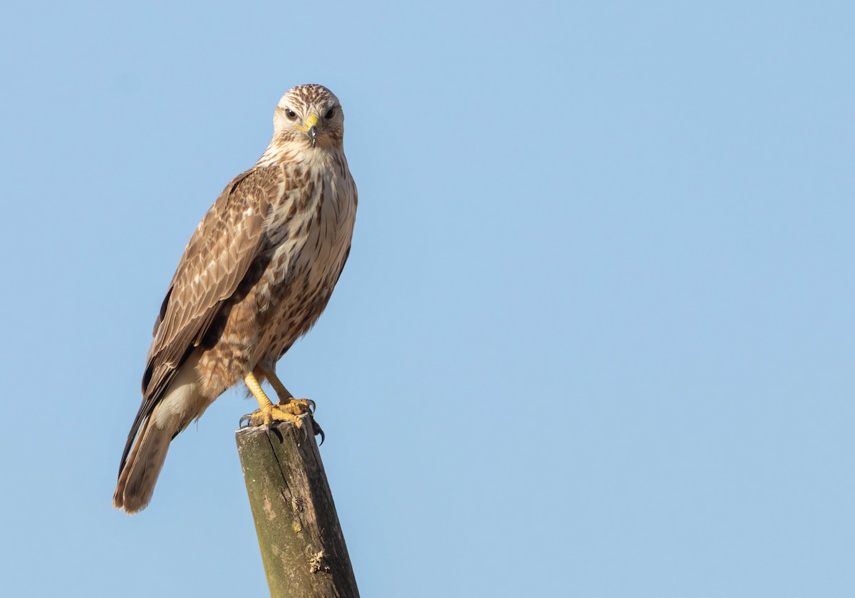 Common Buzzard - ML646232257