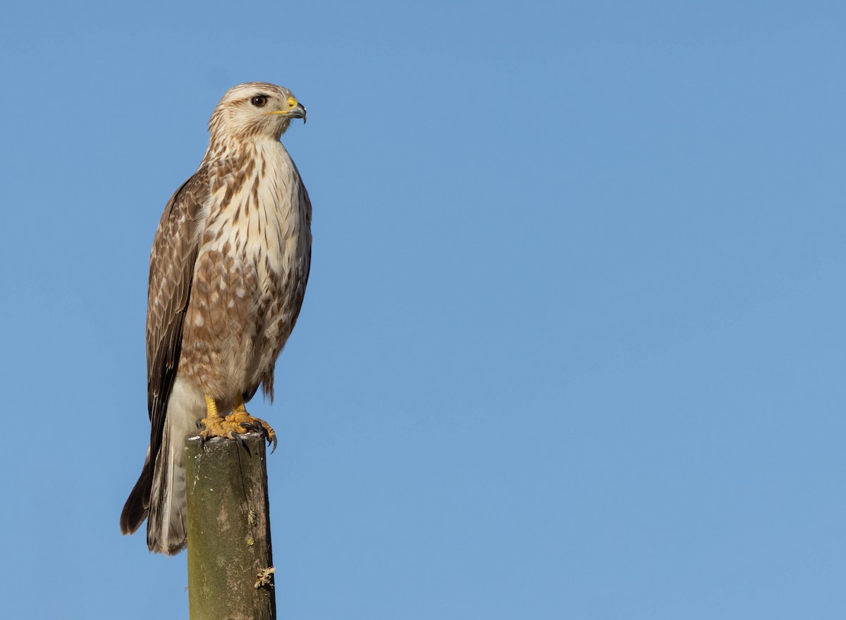Common Buzzard - ML646232258