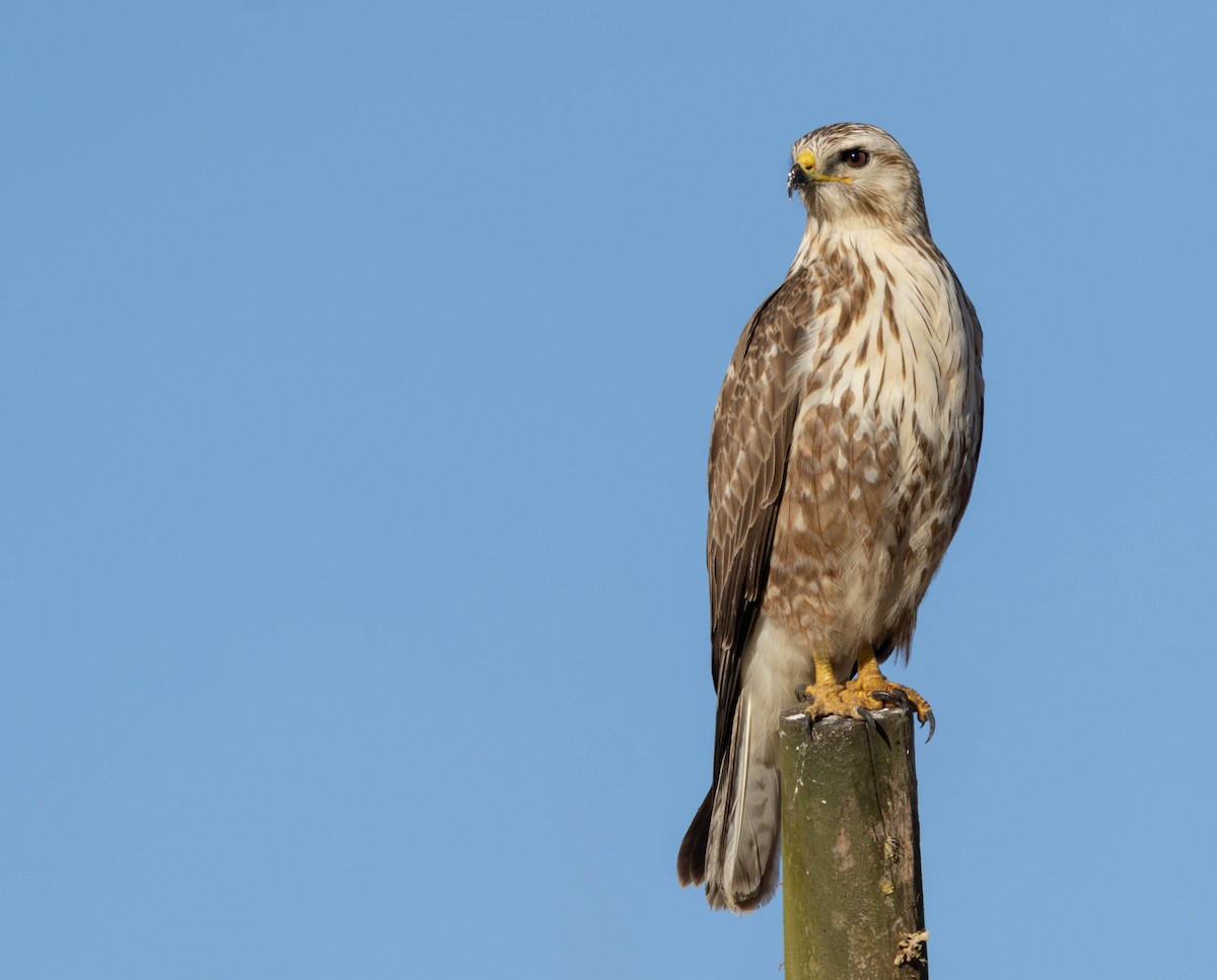 Common Buzzard - ML646232259