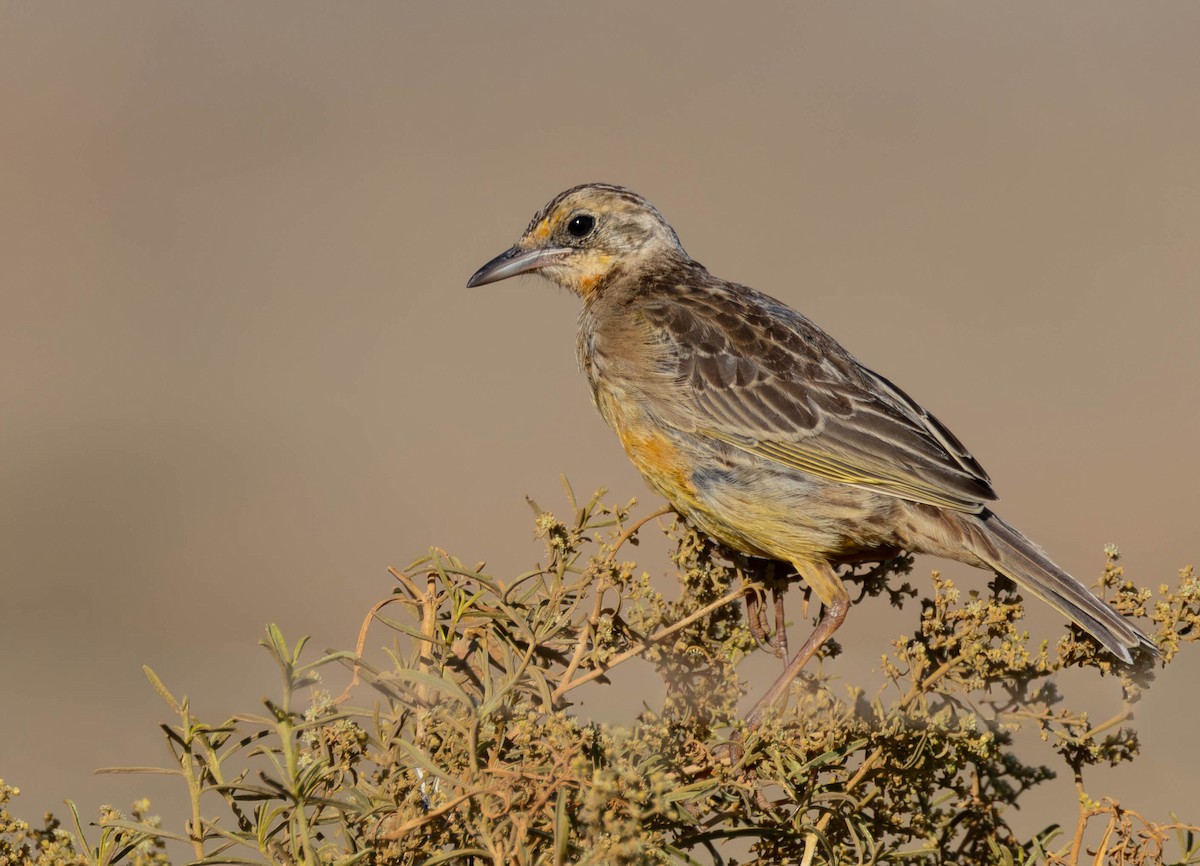 Orange-throated Longclaw - ML646232270