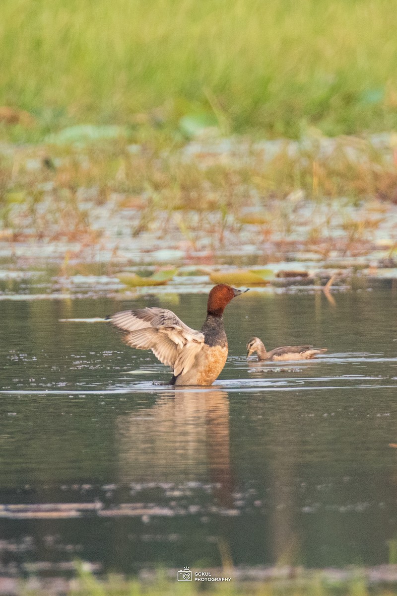 Common Pochard - ML646232275