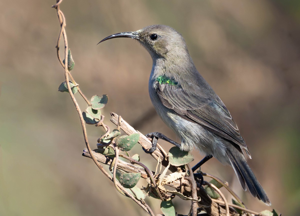 Southern Double-collared Sunbird - ML646232277