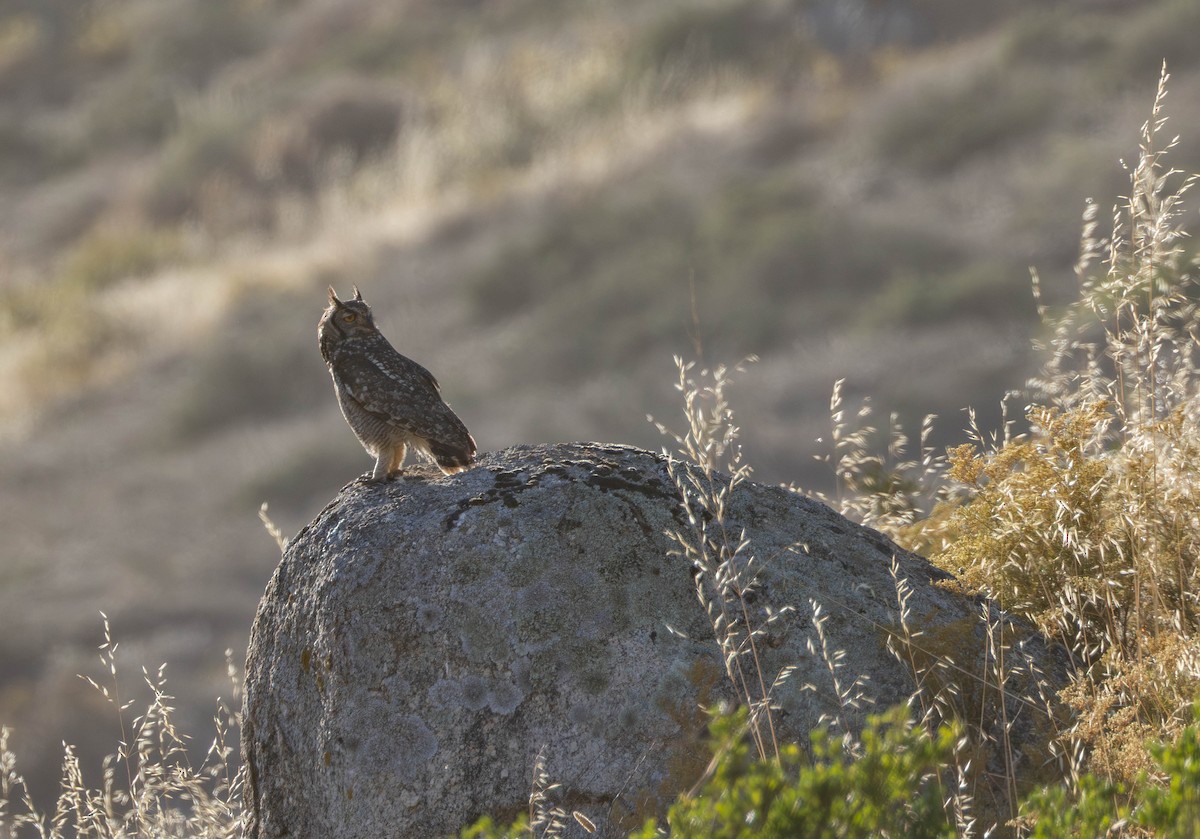 Spotted Eagle-Owl - ML646232282