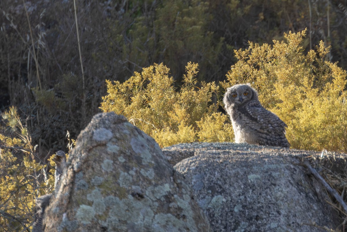 Spotted Eagle-Owl - ML646232283