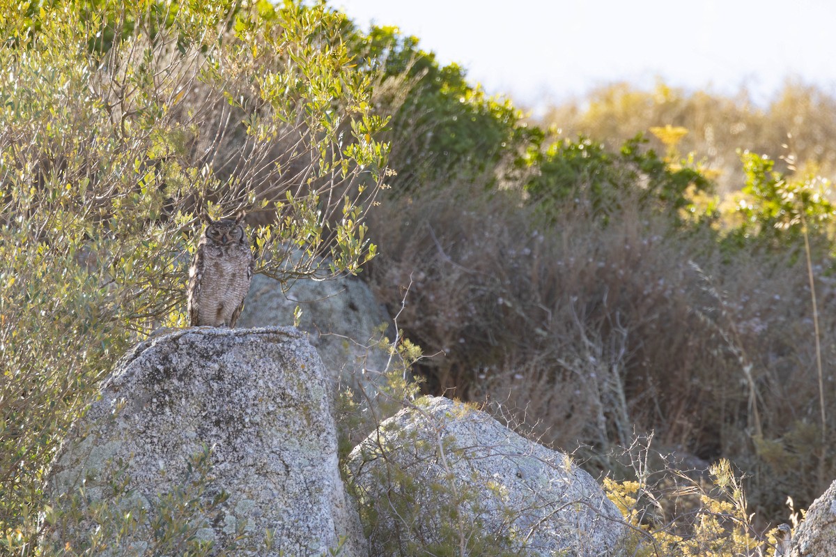 Spotted Eagle-Owl - ML646232284