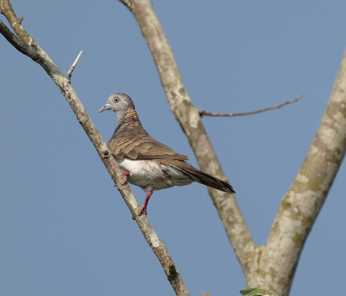 ベニカノコバト - ML646232288