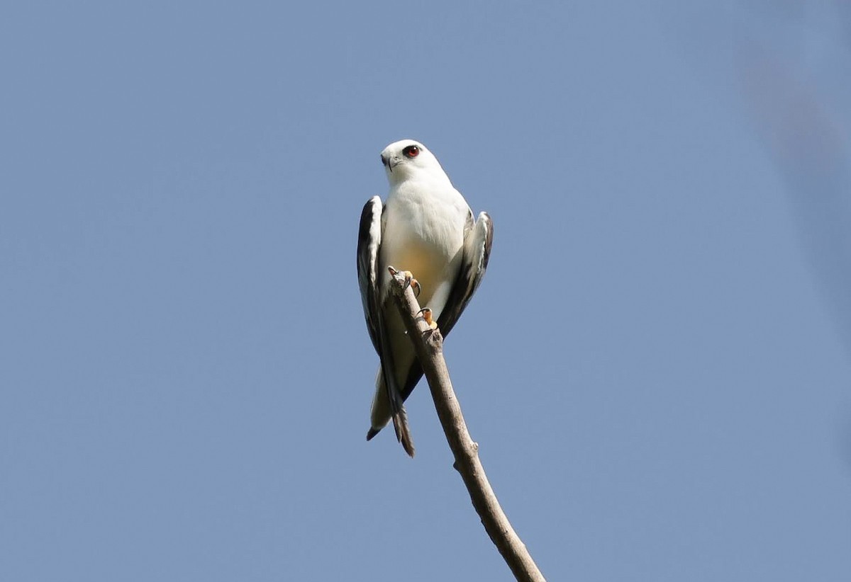 オーストラリアカタグロトビ - ML646232293