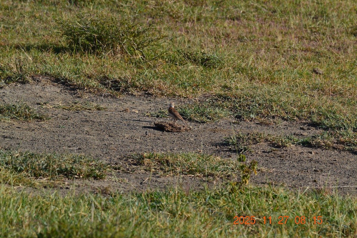 アフリカヒメコウテンシ - ML646232302