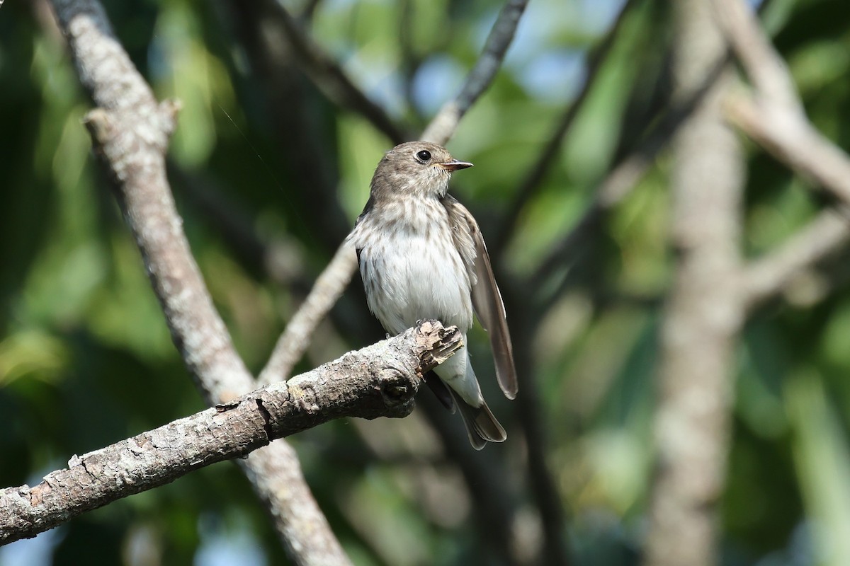 Gray-streaked Flycatcher - ML646232305