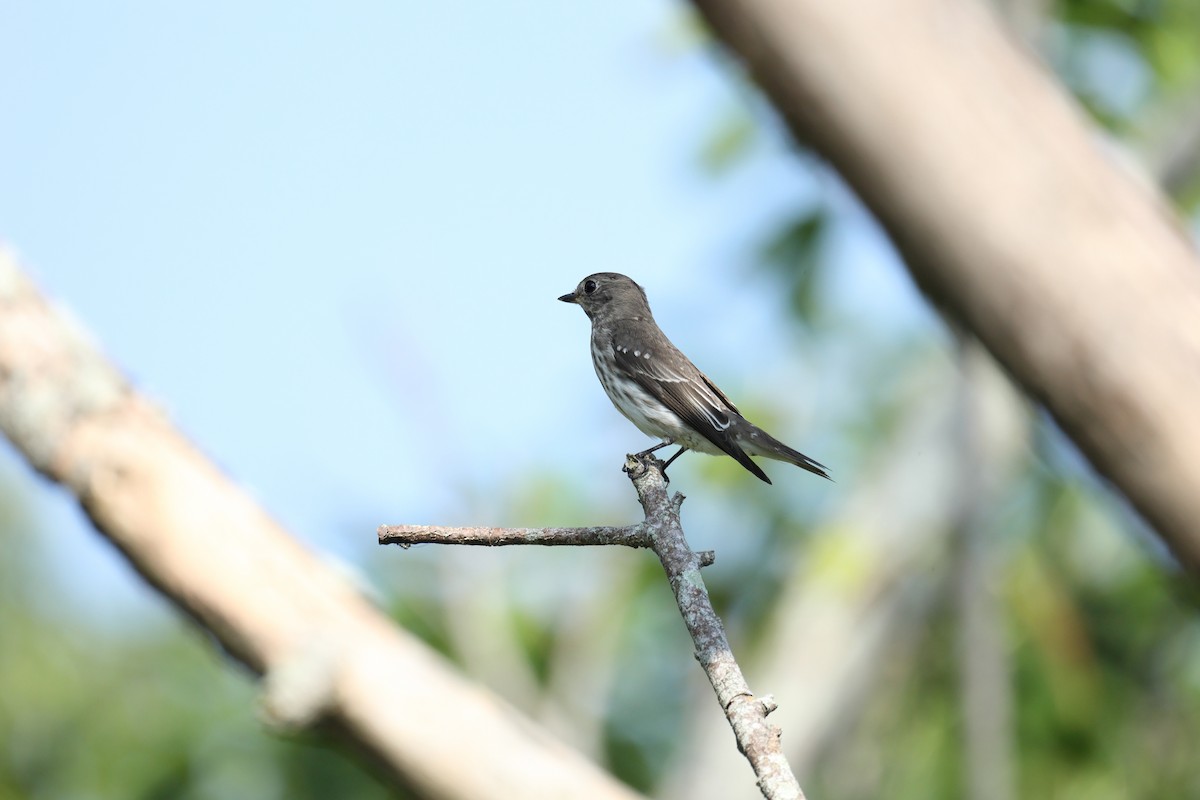 Gray-streaked Flycatcher - ML646232306