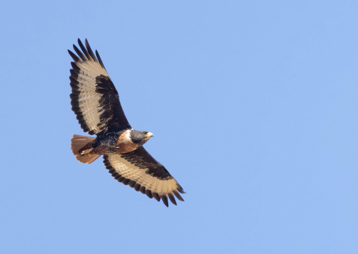 Jackal Buzzard - ML646232311