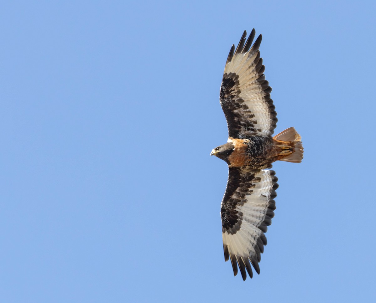 Jackal Buzzard - ML646232312