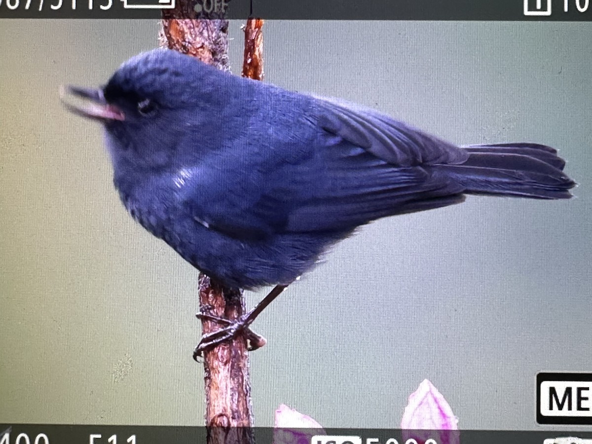 Pinchaflor Flanquiblanco - ML646232321