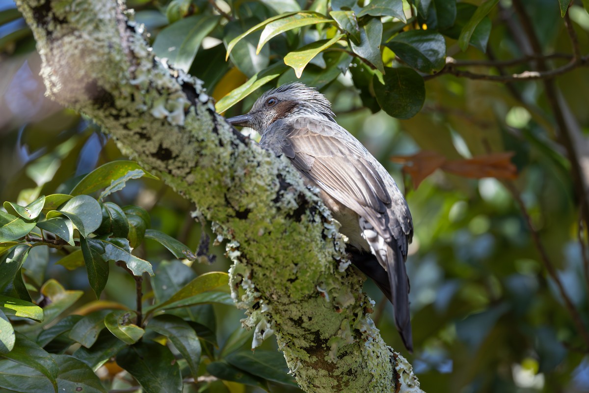 brunørebylbyl - ML646232325