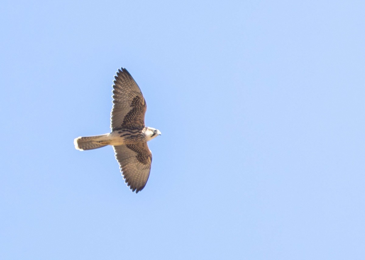 Lanner Falcon - ML646232326