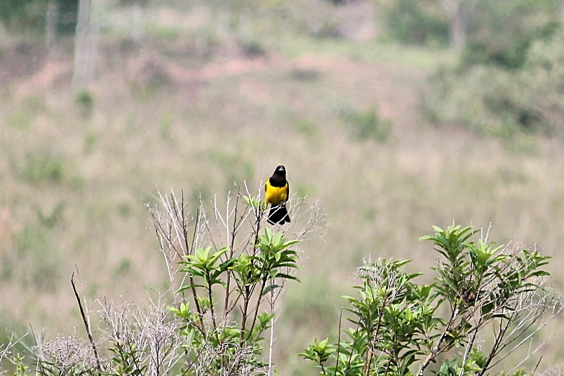 Yellow-rumped Marshbird - ML646232331