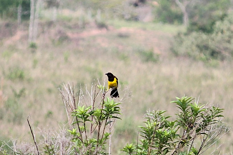 Yellow-rumped Marshbird - ML646232332