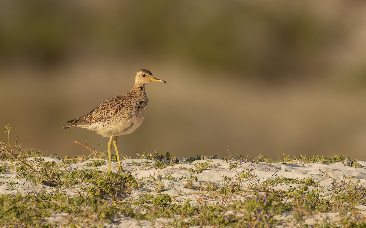 Upland Sandpiper - ML646232341