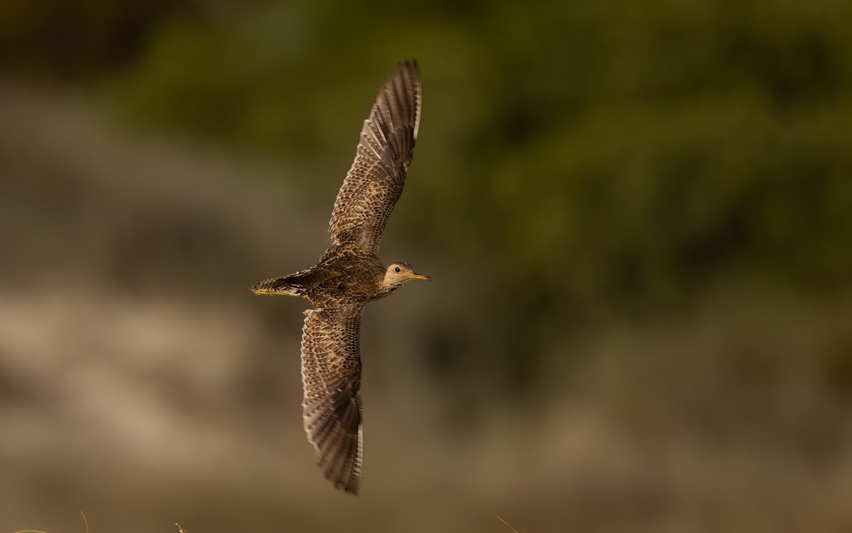 マキバシギ - ML646232342