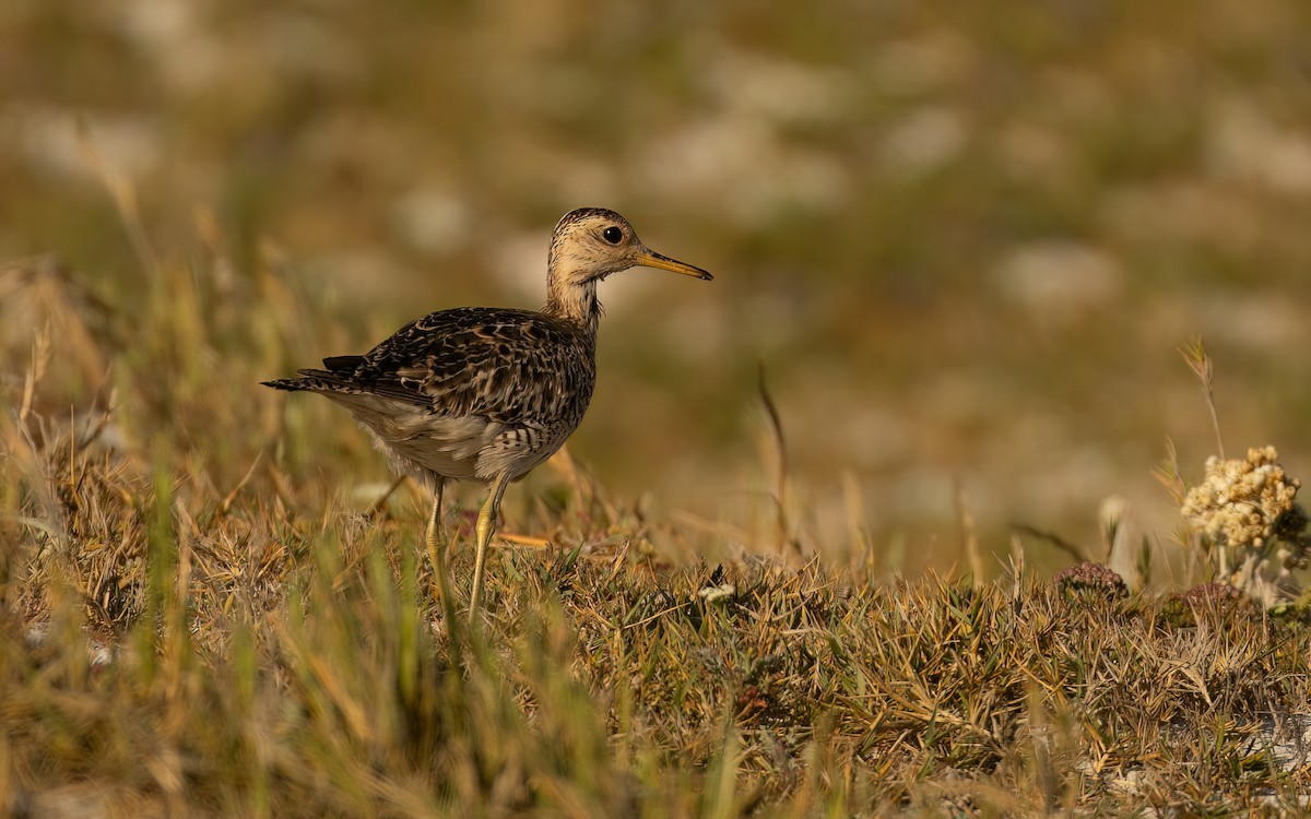 Upland Sandpiper - ML646232343