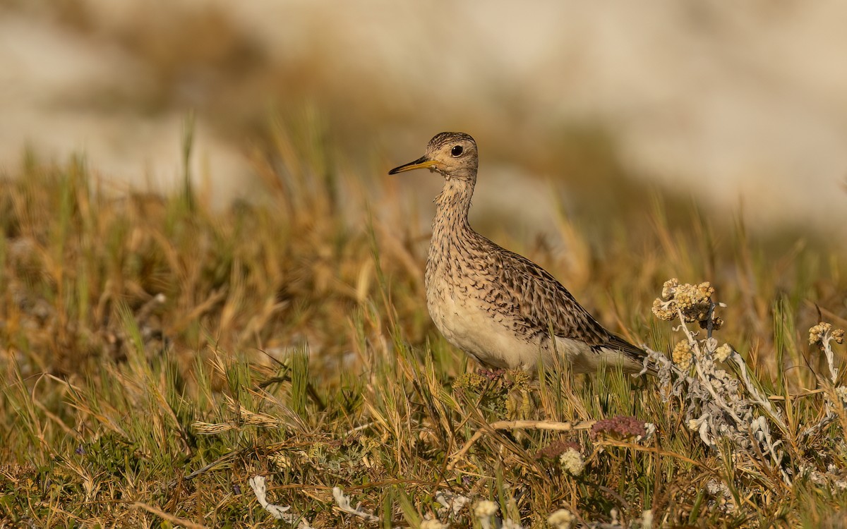 マキバシギ - ML646232344