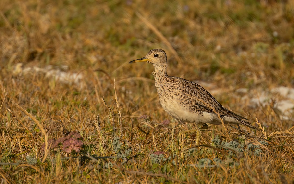Upland Sandpiper - ML646232345