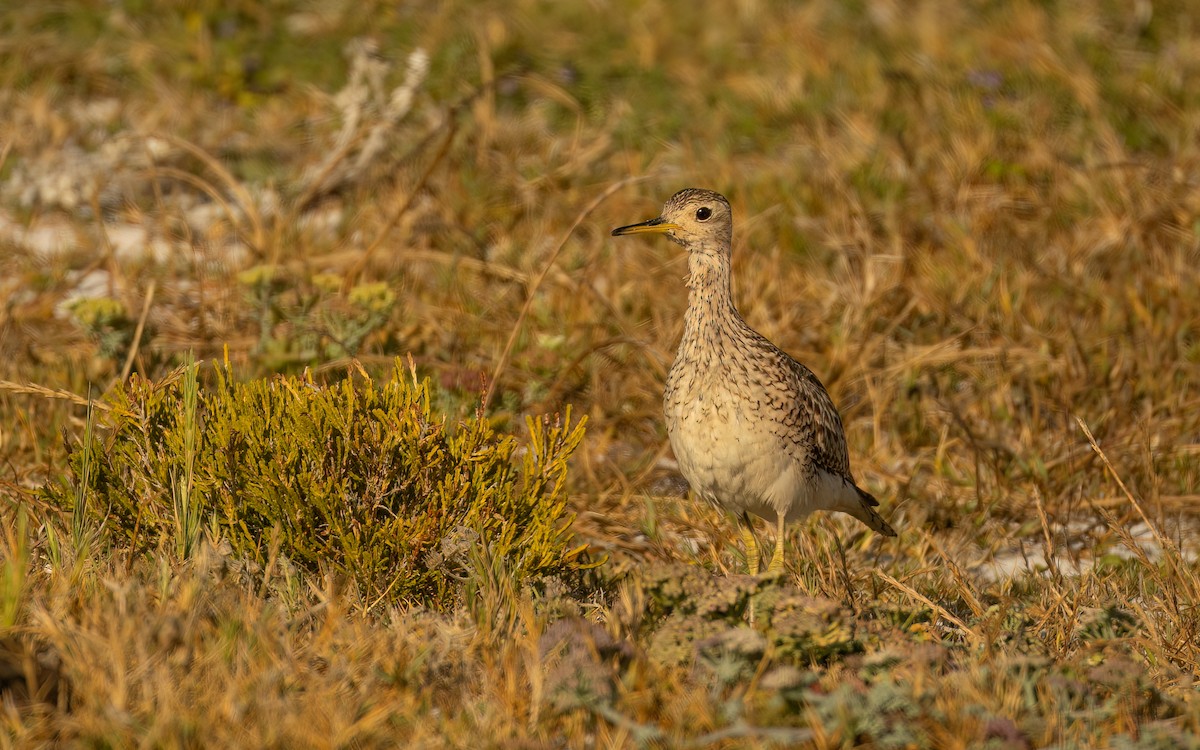 マキバシギ - ML646232346
