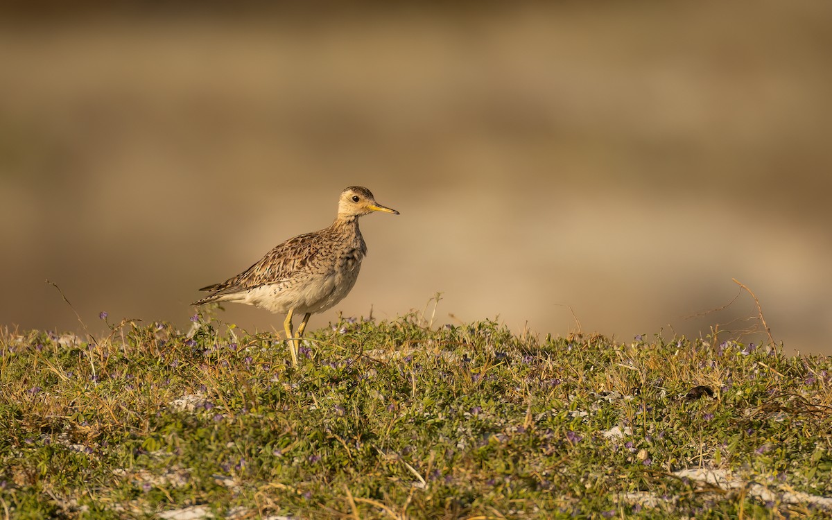 マキバシギ - ML646232347