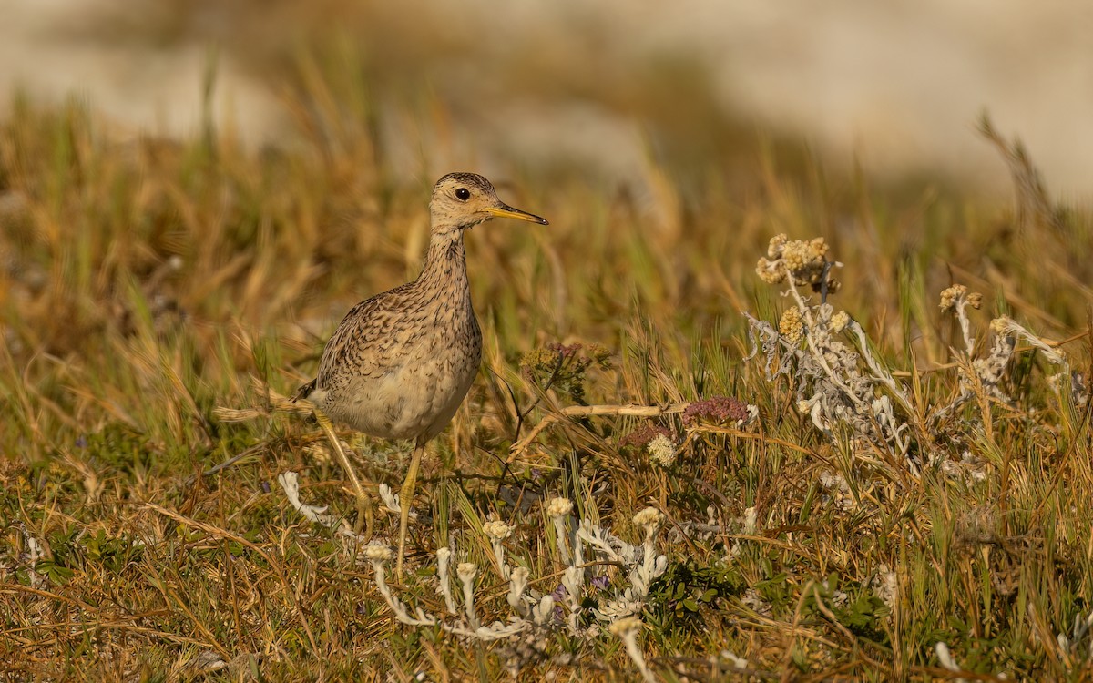 マキバシギ - ML646232348