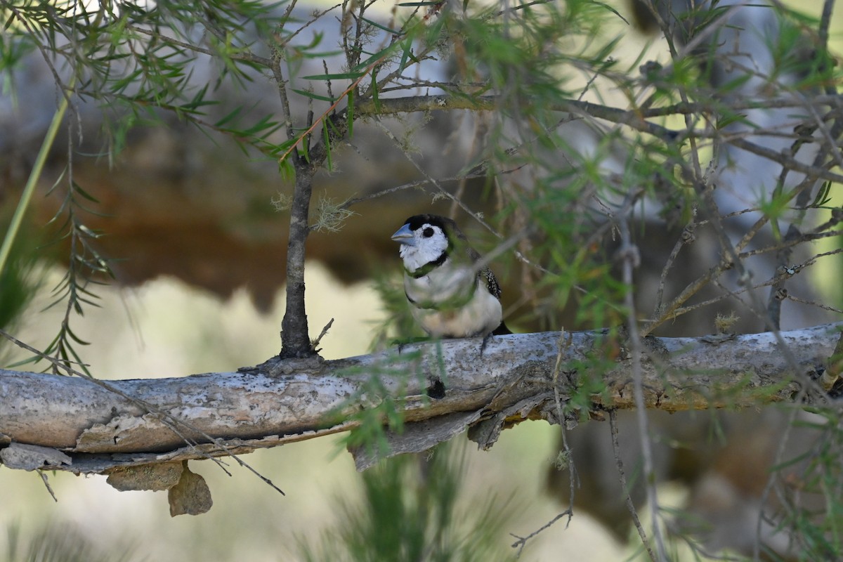 カノコスズメ - ML646232349