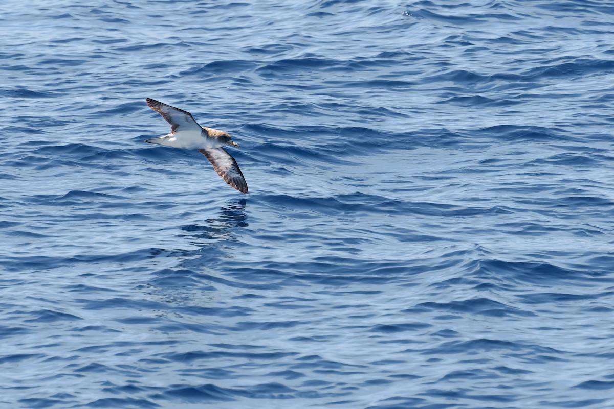 オニミズナギドリ - ML646232351