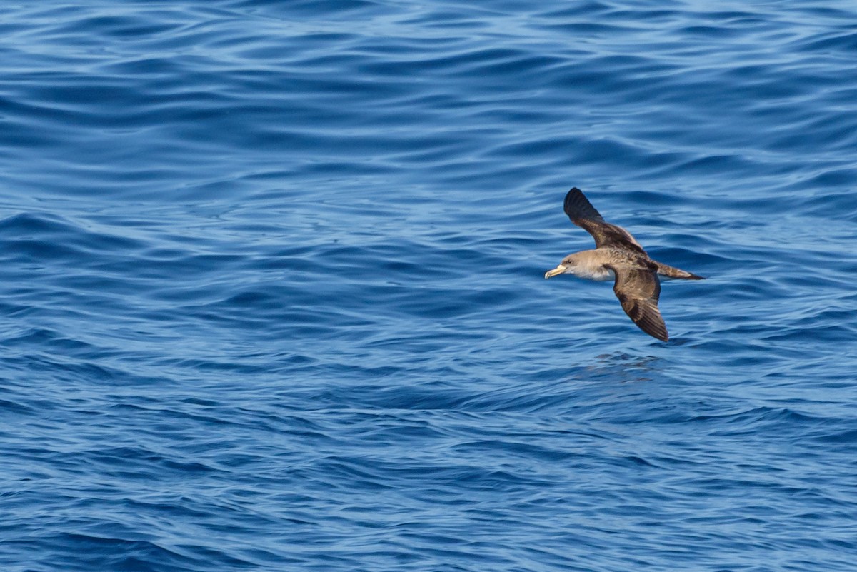 オニミズナギドリ - ML646232352