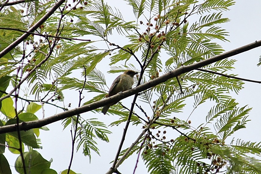 バフイロフウキンチョウ - ML646232353