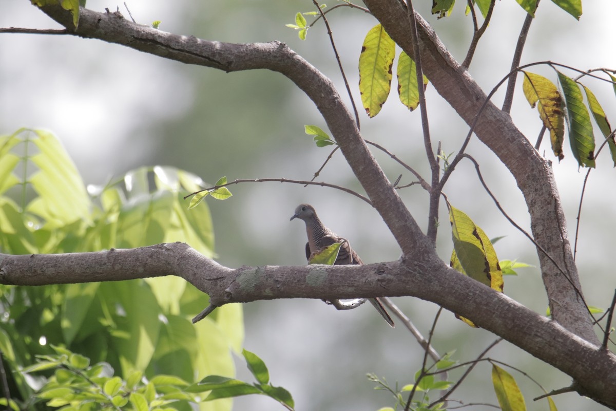 Zebra Dove - ML646232354