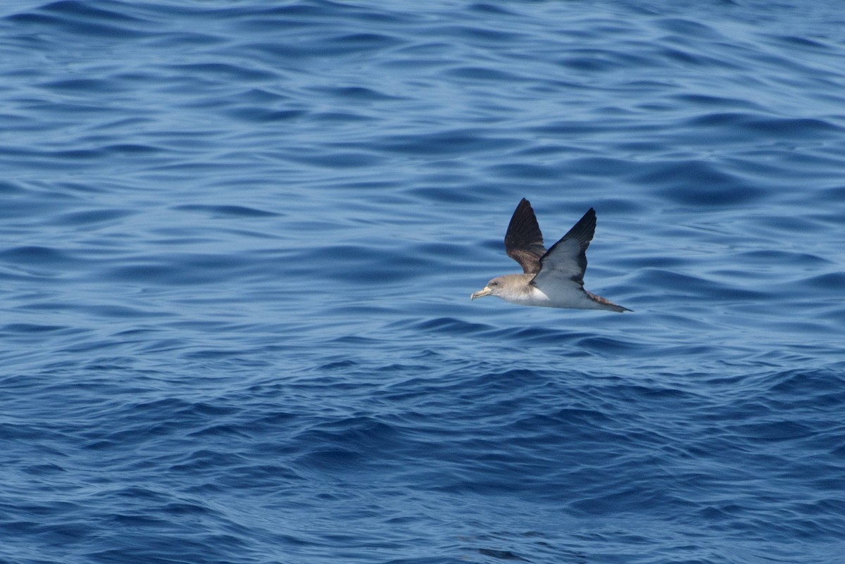 オニミズナギドリ - ML646232355