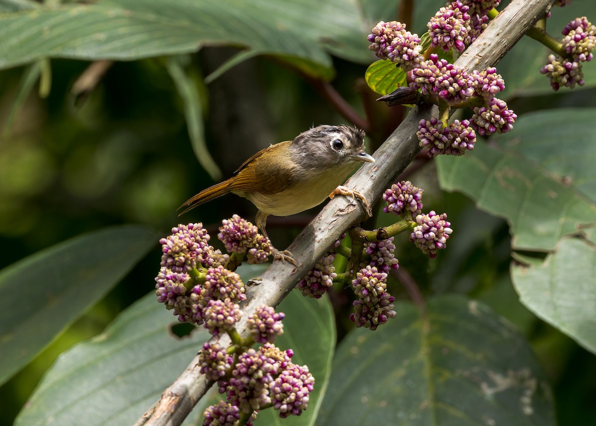 ネパールメジロチメドリ - ML646232356