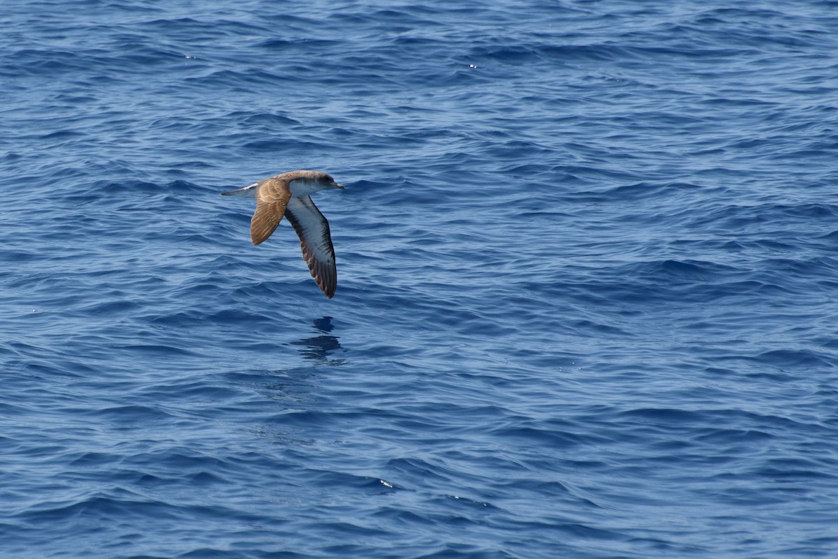 オニミズナギドリ - ML646232357