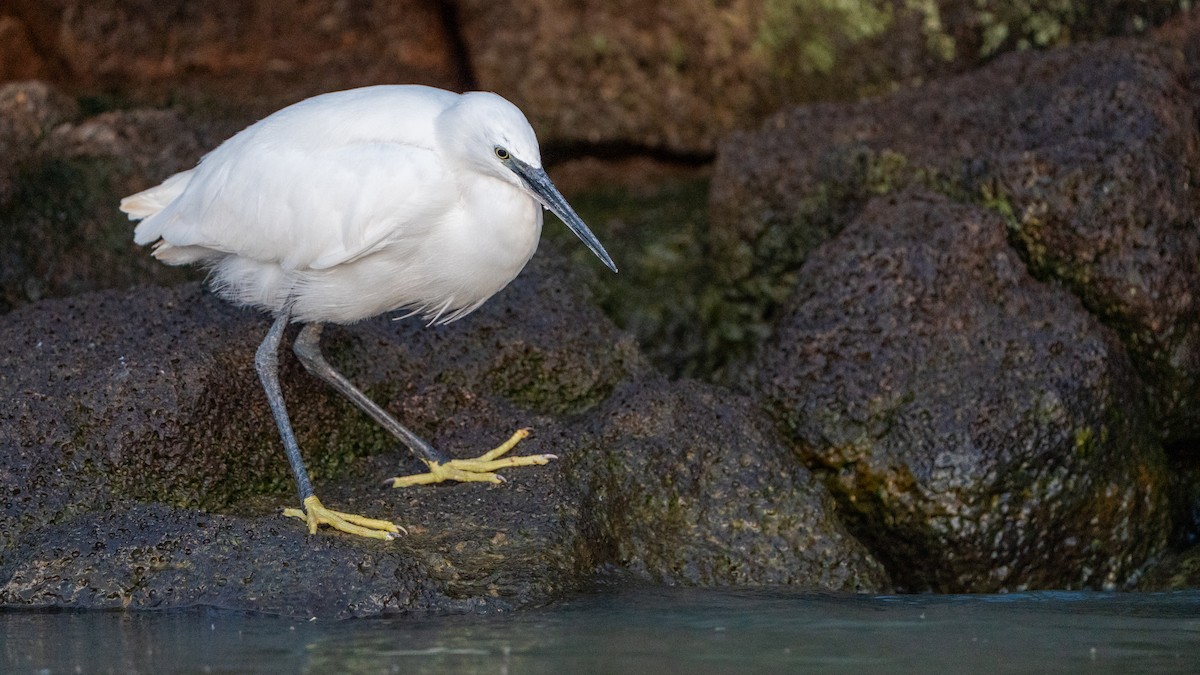 コサギ - ML646232358