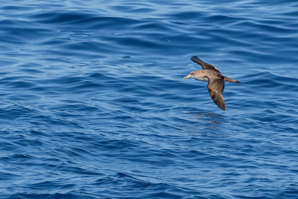 オニミズナギドリ - ML646232359