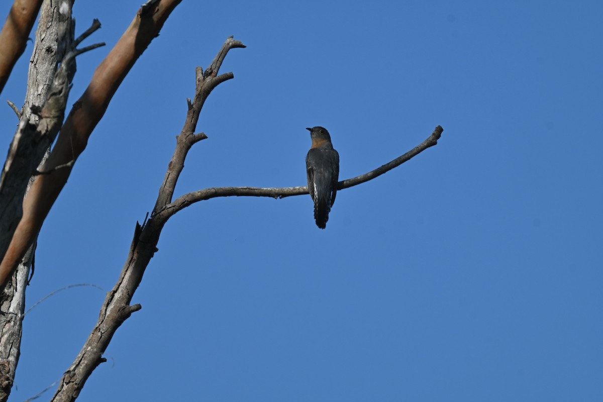 ウチワヒメカッコウ - ML646232360