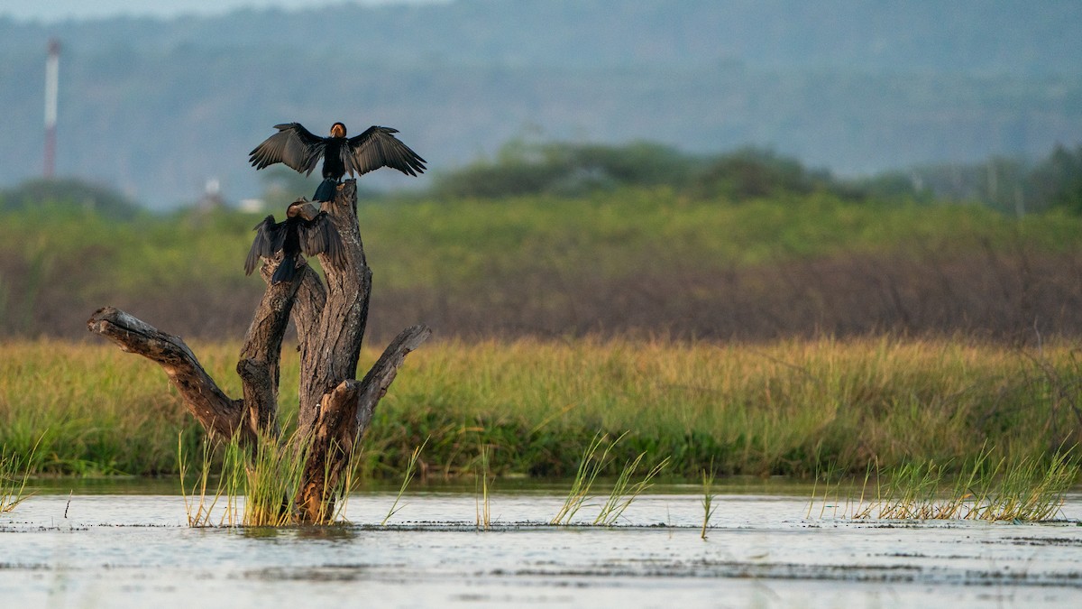 アフリカヘビウ - ML646232362