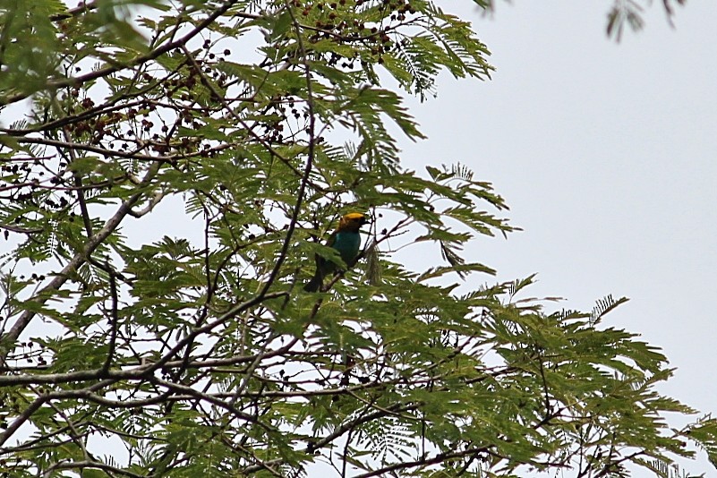 キガオフウキンチョウ - ML646232363