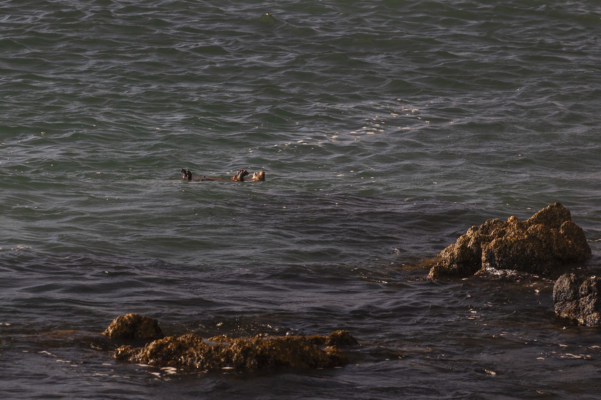 Marine Otter - ML646232364