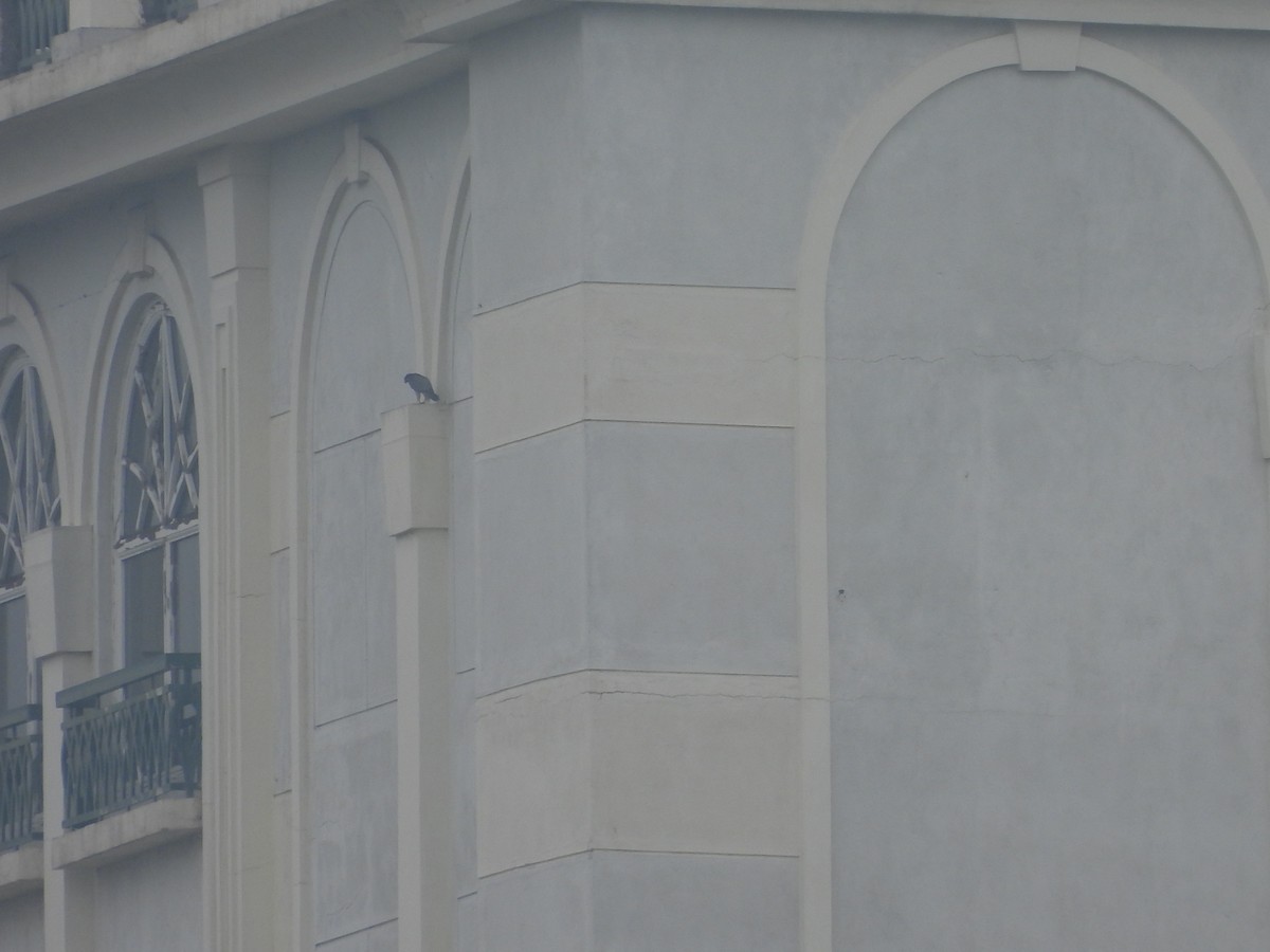 ハヤブサ - ML646232365